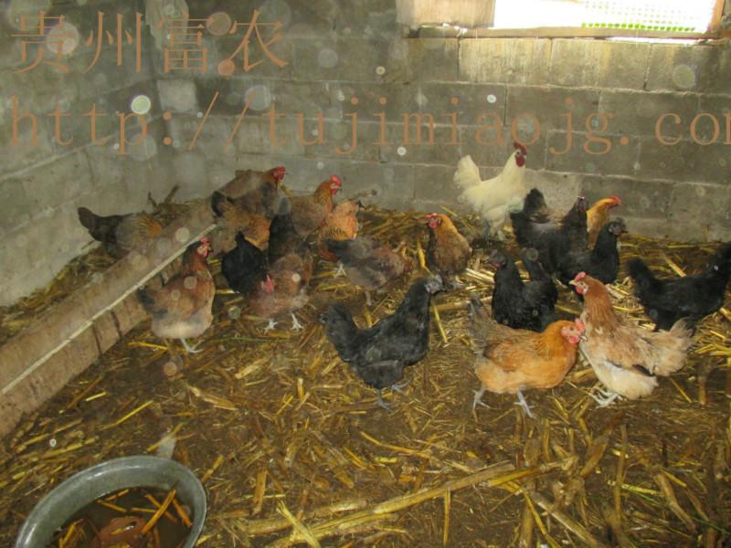 贵州鸡苗养殖技术批发