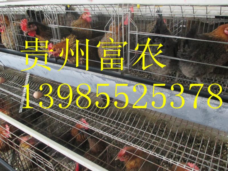 供应广西南丹土鸡养殖，广西南丹瑶山鸡，广西南丹瑶山鸡苗，