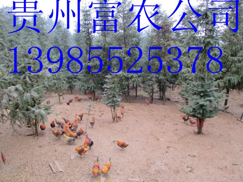 供应贵州细脚土鸡苗，贵州细脚土鸡，贵州细脚土鸡养殖方法，