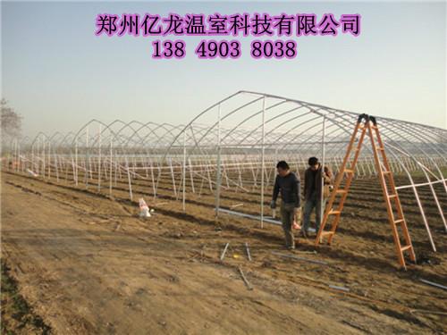 供应花卉温室大棚 郑州建一个钢架温室大棚多少钱
