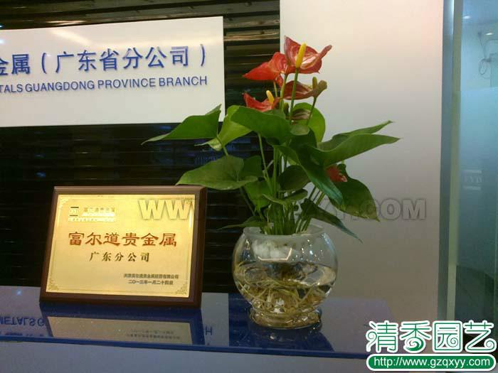广州植物租摆番禺植物租赁图片