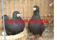 供应黑俄罗斯鸽价格头型鸽价格 宏远观赏鸽养殖场