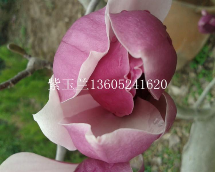 供应紫玉兰1-2米高幼苗图片