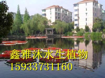 供应北京浮岛种植厂家，鑫雅沐水生植物种植企业