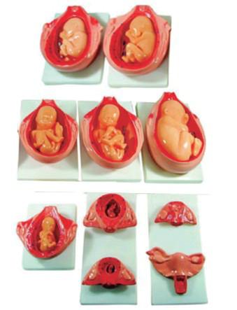 供应胎儿妊娠发育过程YR-A1083