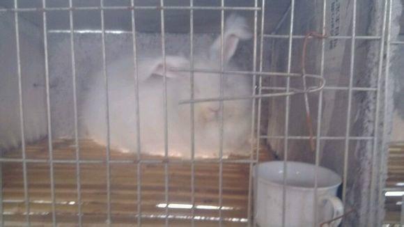 菏泽市长毛兔厂家供应长毛兔，长毛兔价格，长毛兔的供应