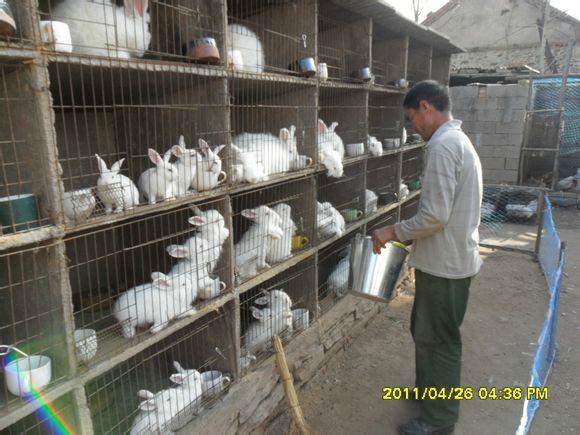 供应滦平县长毛兔多少钱，长毛兔养殖，长毛兔供应