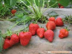 供应山东硬壳红草莓苗新品种基地、硬壳红新品种草莓苗价格、硬壳红草莓苗
