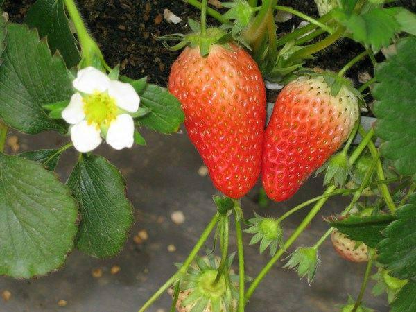供应山东红颜草莓苗哪里有，塞娃四季草莓苗，全明星，甜宝，草莓苗价格图片