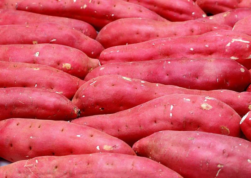 红薯苗种子批发