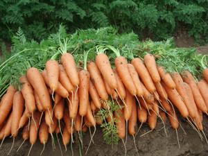 首都独家推荐秋胡萝卜种子秋季日本进口胡萝卜种子公司
