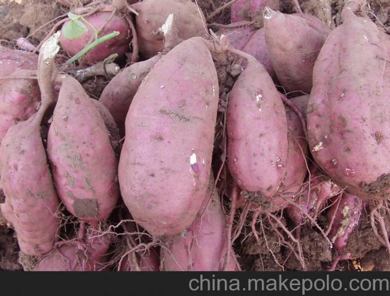 北京市紫薯种子厂家