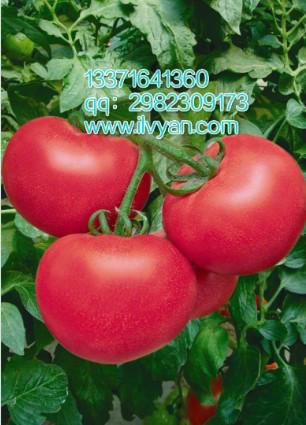 供应荷兰巨粉番茄种子大果番茄种子大棚番茄种子高产番茄种子图片