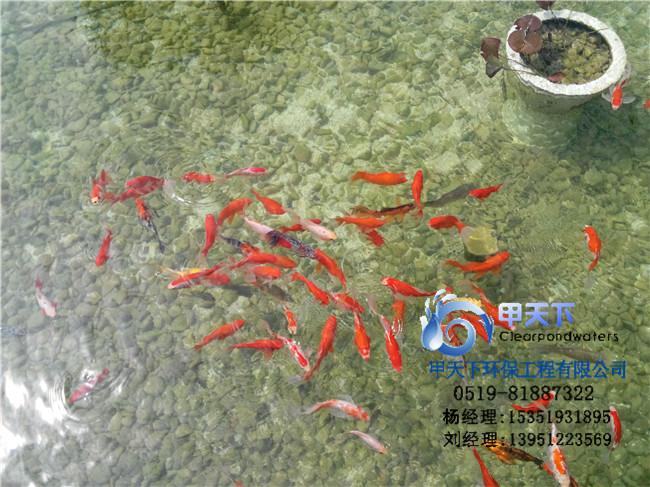 供应台州市别墅景观鱼池水处理