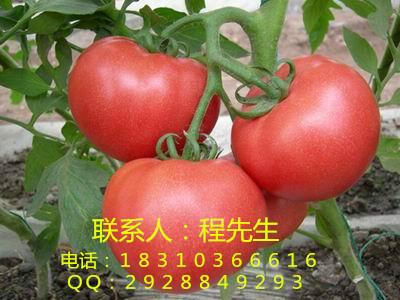 供应番茄种子种植　粉果番茄种子图片