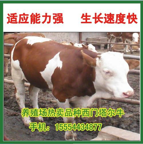 在广东养殖肉牛政府有补贴吗批发