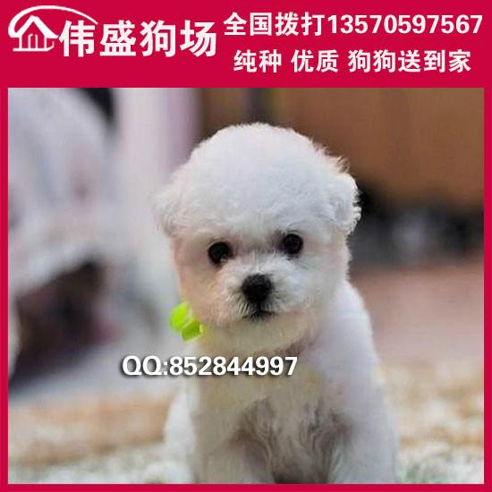 供应广州哪里有卖比熊犬广州宠物市场