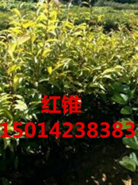 广州市广东广州30公分高红桂木树苗优惠价厂家