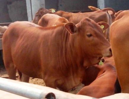 供应鲁西黄牛改良鲁西黄牛育肥牛犊鲁西黄牛种牛鲁西黄牛养殖技术图片