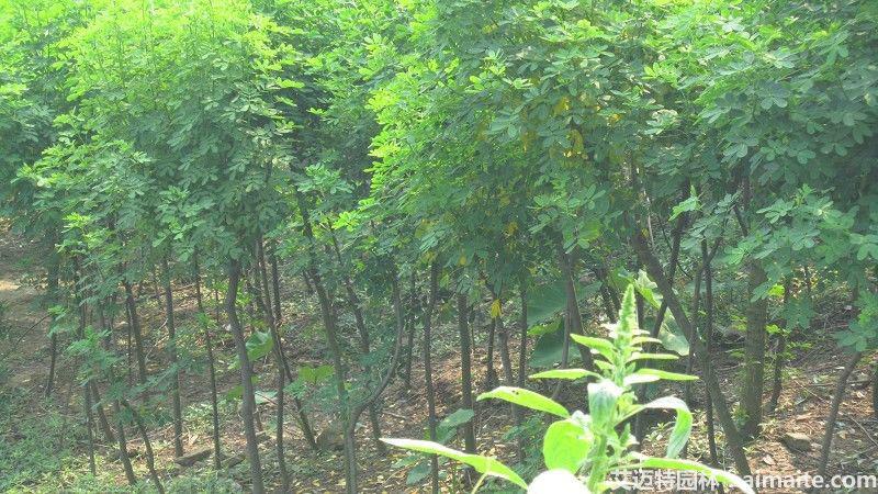 成都市四川黄花槐重庆黄花槐厂家供应百万株1-8公分四川黄花槐重庆黄花槐低价销售