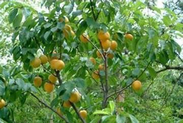 供应杏树价格