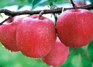 供应山东优质红富士苹果，红富士苹果基地批发，苹果最新价格
