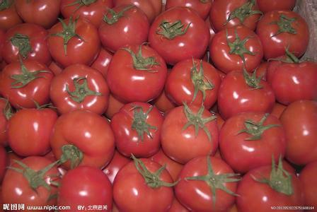 供应大棚优质番茄