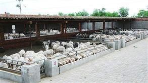 供应哪里可以买纯种波尔山羊图片