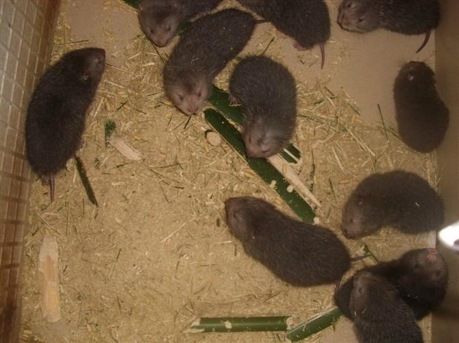 供应竹鼠种苗商品鼠