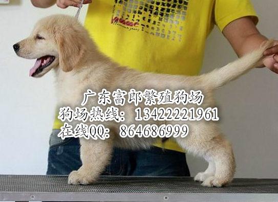 广州哪里有狗场 广州哪里有金毛 金毛幼犬多少钱图片