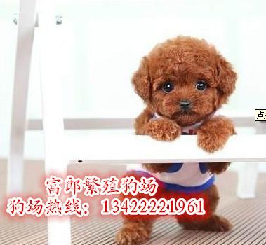 广州哪里有大型狗场 广州泰迪熊幼犬市场价格多少 富郎狗场图片