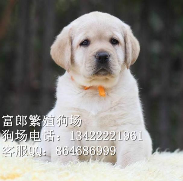 广州哪里有出售宠物狗 纯种拉布拉多幼犬市场价格多少 富郎狗场