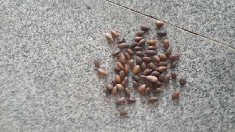 九江市大量楠木种子金丝楠木种子厂家供应大量楠木种子金丝楠木种子