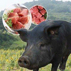 供应纯种北京黑猪仔猪种猪15050998850