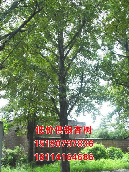 邳州29公分银杏树苗木批发基地  银杏树苗木哪里的好图片