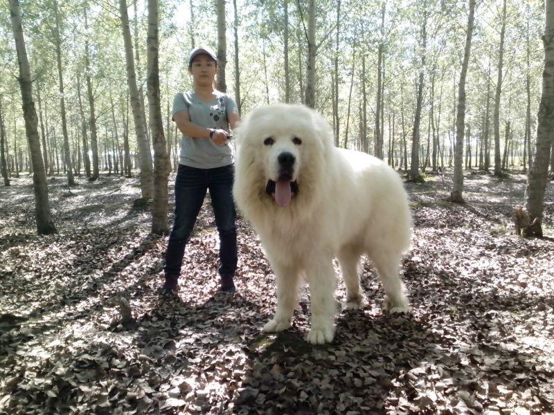 成都大白熊在哪里有纯种健康的极品熊哪里能买到大型犬
