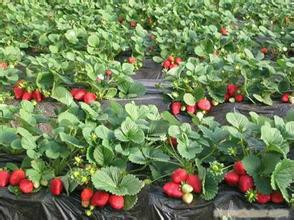 供应草莓苗明星 全明星草莓苗培育基地 全明星草莓苗批发价格