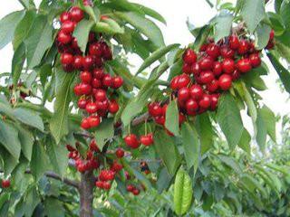 供应山东泰安红颜樱桃树种植场，泰安樱桃树种植场图片
