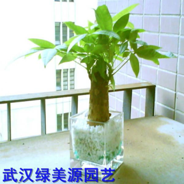 供应武汉植物花卉租赁办公绿化植物