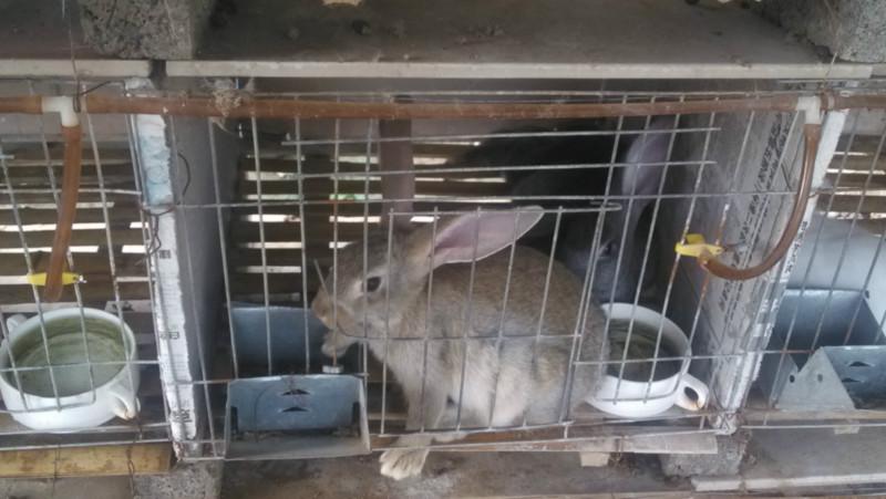 天津獭兔养殖供应天津獭兔养殖，天津獭兔出售，獭兔优价