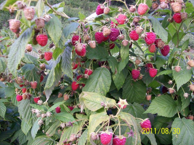 供应灯笼果树莓培育基地批发树莓苗图片