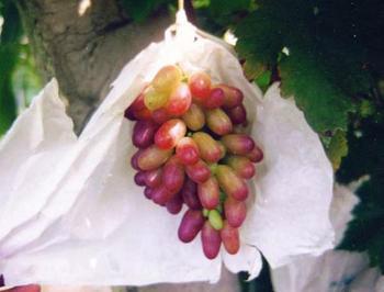 供应葡萄纸厂家芒果袋报价葡萄袋价格