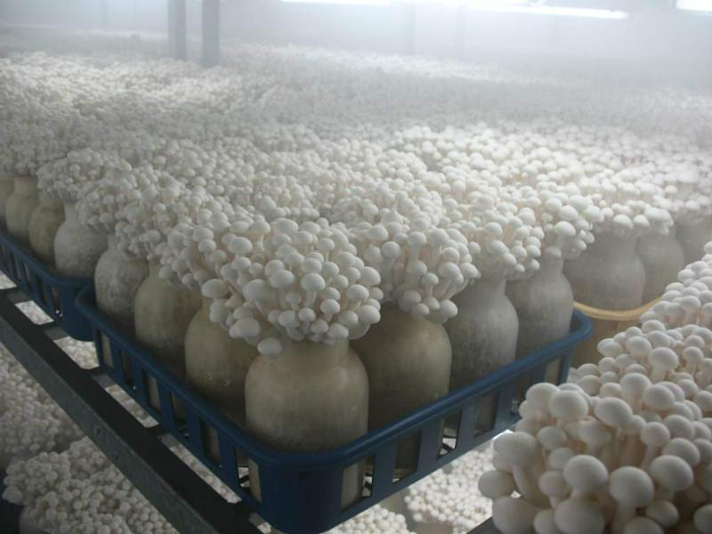 供应蘑菇保鲜冷库工程设计冷库安装建造
