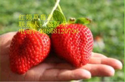 杭州市草莓苗厂家供应草莓苗