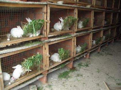 新西兰兔养殖基地图片|新西兰兔养殖基地样板