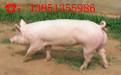 种猪猪崽供应江苏最新种猪猪崽价格咨询13851355986