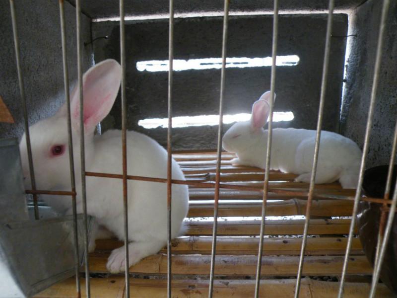 供应獭兔种兔獭兔种兔饲养 种兔价格 种兔养殖技术图片