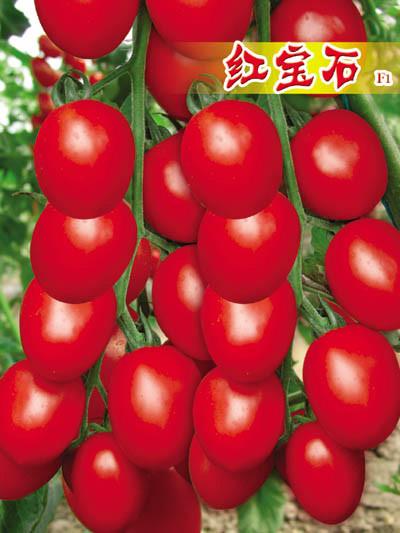 供应小西红柿种子番茄种子圣女果种子
