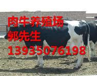 供应奶牛养殖场/奶牛价格/奶牛犊价格