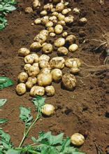 供应早大白秋播马铃薯种薯 菜用土豆品种 脱毒土豆种价格 土豆泥